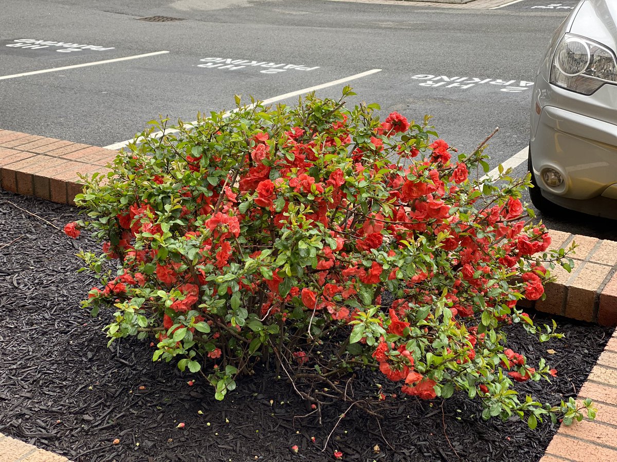 moderatempo's tweet photo. Spring time at #ModeraTempo a #MillCreekRes community https://t.co/x3cDwiCUDR