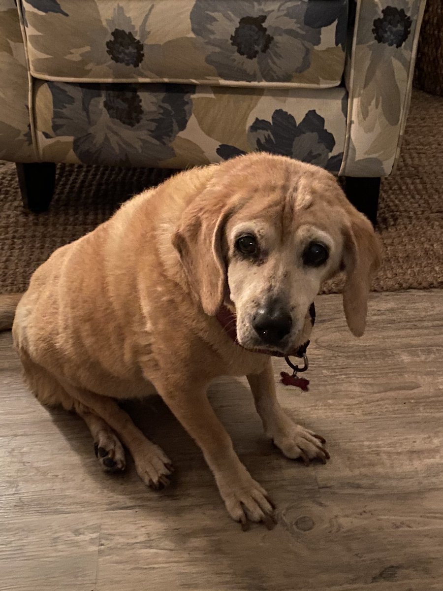 FS_Gook's tweet photo. RIP to the legend. The greatest dog of all time. Honey 🍯💛. I LOVE YOU https://t.co/fXwWfmP4Gs