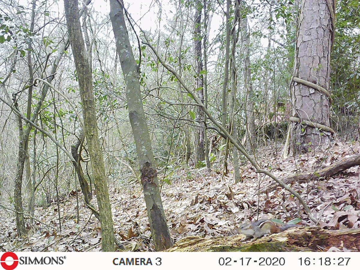 Kaaya95067980's tweet photo. Mommy and me got the game cam cards today and I picked a few. Play a rainy day game please. Retweet how many seconds it takes you to find the chipmunk. #GermanShepherd #DogsofTwittter #chipmu https://t.co/ty6DAeAF9B