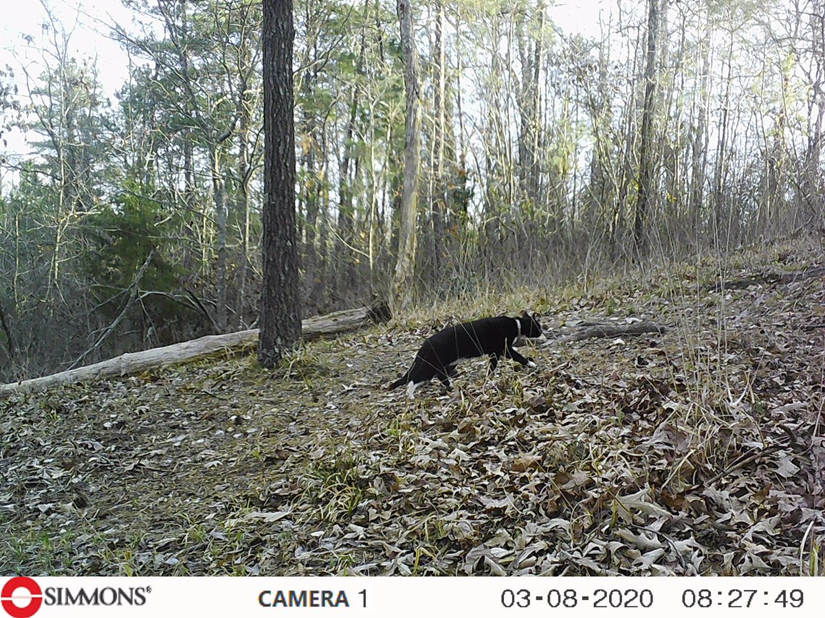 Kaaya95067980's tweet photo. Mommy and me got the game cam cards today and I picked a few. Play a rainy day game please. Retweet how many seconds it takes you to find the chipmunk. #GermanShepherd #DogsofTwittter #chipmu https://t.co/ty6DAeAF9B