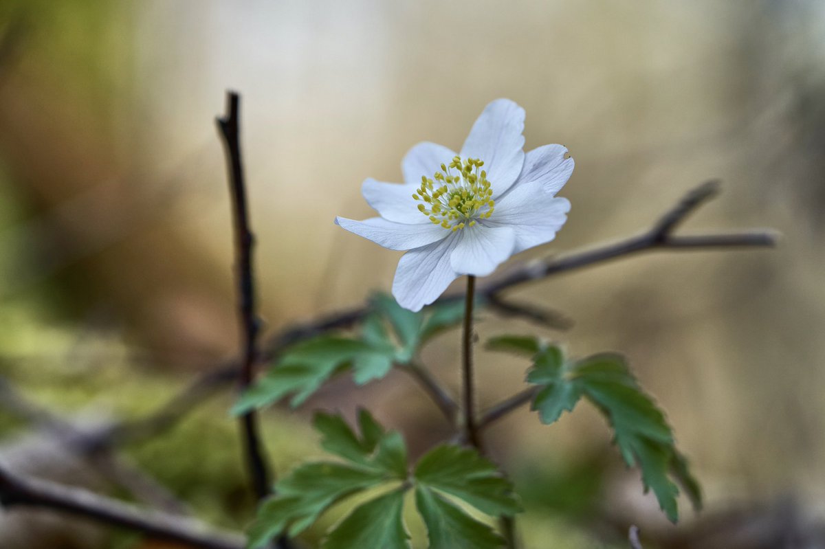 KaptistoDeLumo's tweet photo. Buschwindröschen
#flowers #spring #buschwindröschen #inlovewithphotography #sonyaddicted #sonyalpha7iii #sonya7iii #sony90mmmacro #sony90mmf28goss https://t.co/IBg9zguHWl