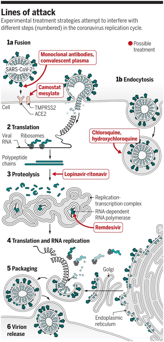 The race to find COVID-19 treatments, from <a href="/aaas/">AAAS</a> <a href="/ScienceMagazine/">Science Magazine</a>  science.sciencemag.org/content/367/64…