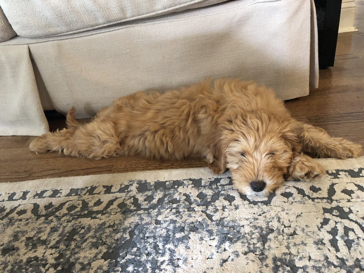 jp30076's tweet photo. Happy to have shopped small #smallbizlove @mustardseedkennels for this little girl! https://t.co/wXQAplca7o
