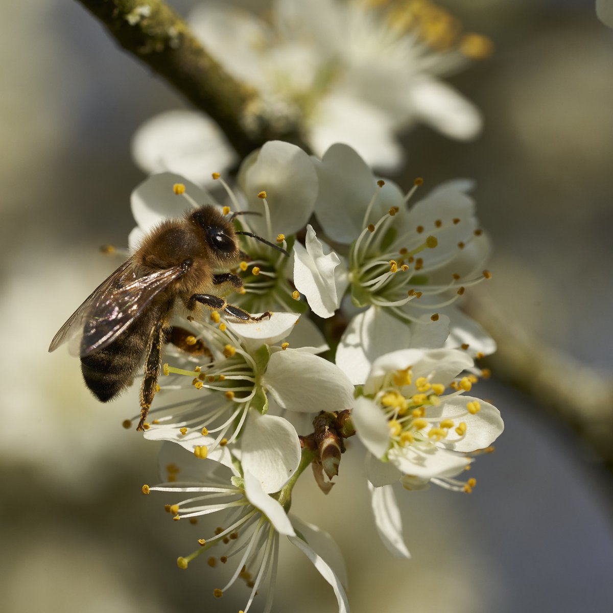 KaptistoDeLumo's tweet photo. Kraft sammeln
#biene #honeybee #flowers #inlovewithphotography #sonyaddicted #sonya7iii #sonyalpha7iii #spring https://t.co/yDpMNSAHwx