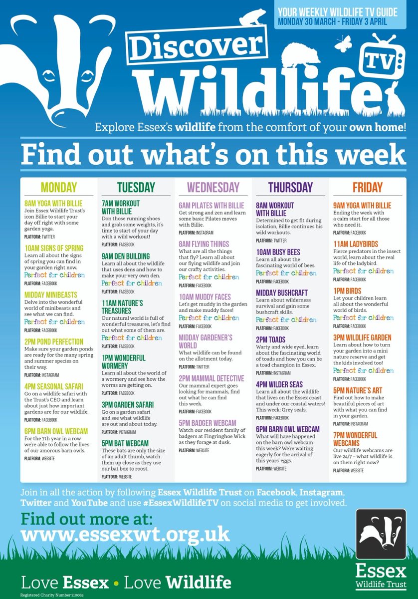 EssexWildlife's tweet photo. From Monday the 30th, Essex Wildlife Trust will be launching #WildlifeTV! From top tips on how to make your garden wildlife friendly to wild workouts, make sure to tune in and engage with our county's wonderful wildlife! 💚 Read more here: https://t.co/a8Lhs7Xchi https://t.co/rgd6klZfJQ