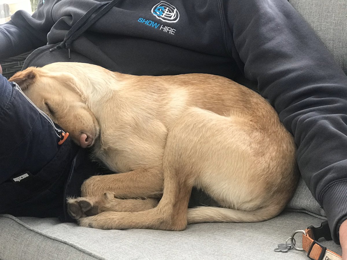 Show Hire Ltd tweet media