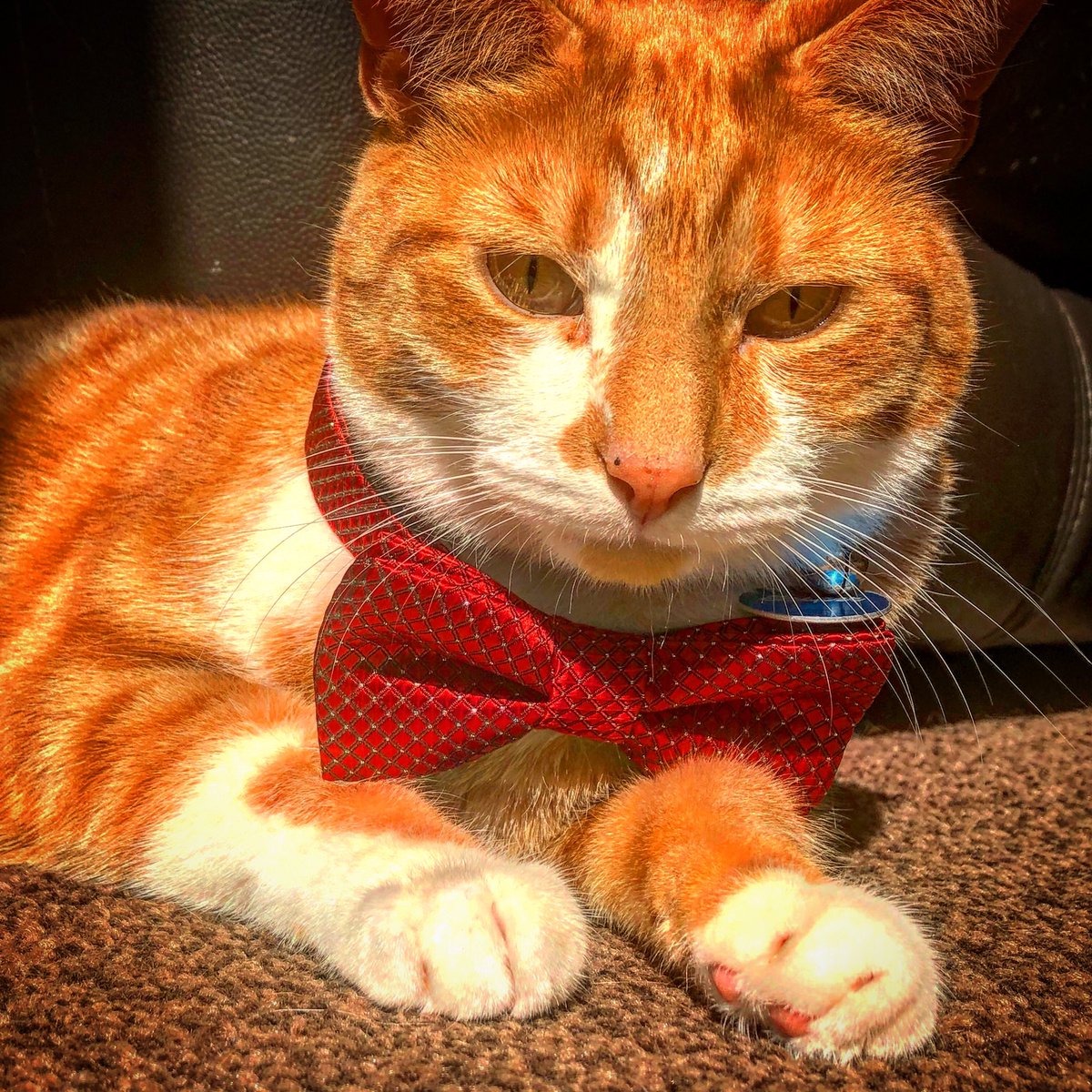 TheJaspeee's tweet photo. I love to relax #CatOnTwitter #CatsOfTwitter #catsofinstagram #catstagram #CatsOfTheQuarantine #catsonlockdown #CatsLover #cats_of_world #CatStyle #famouscat #GlamourModelCatsOfTwitter #modelcat #popularcat #handsomecat #gingercat IG Thejaspeee https://t.co/XTXhGXXpcS