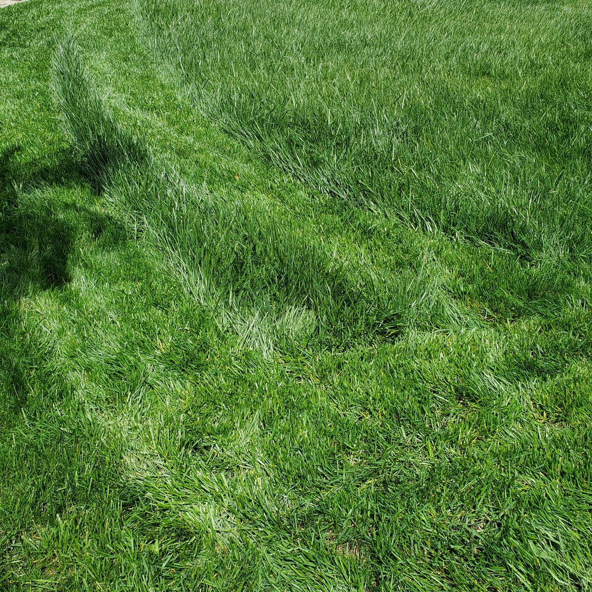Julie_In_The_OC's tweet photo. My grass is crazy long and so thick. Thanks @ScottsLawnCare #FertilizeOnASchedule #Scotts #ReadyForSummer https://t.co/pLBOkN58hl