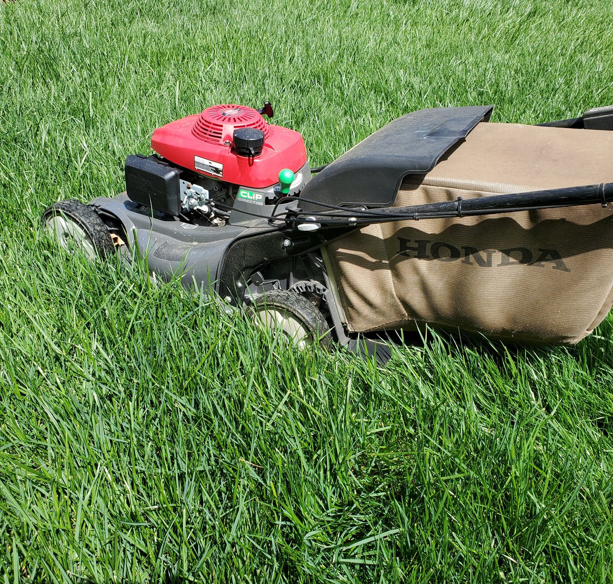 Julie_In_The_OC's tweet photo. My grass is crazy long and so thick. Thanks @ScottsLawnCare #FertilizeOnASchedule #Scotts #ReadyForSummer https://t.co/pLBOkN58hl