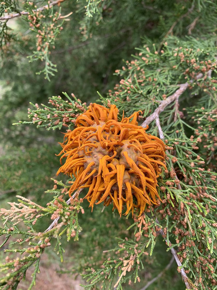 BWWilliamsLab's tweet image. A tree anemone???!!!!

It certainly stopped me in my solitary tracks. 

This curious structure is the result of a fungus: it’s a telial horn of cedar apple rust. 

What’s in your backyard? 

#BackyardScience @naturalsciences @NaturalistNC