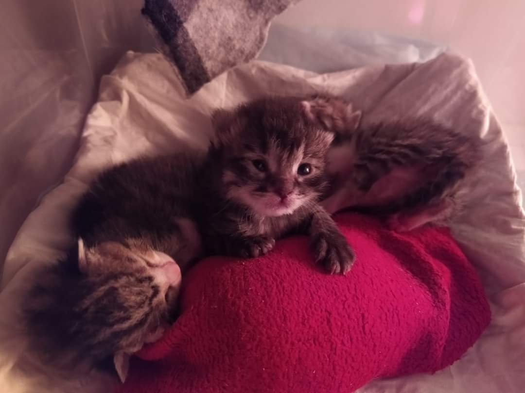 FlyingCats_eV's tweet photo. Diese drei hatten #Glück - sie wurden im Müll gefunden. Sie wurden auf Cori, Rona und Covid #getauft https://t.co/tCe2zmfKF8