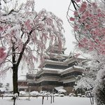 【これは貴重】雪化粧の桜と松本城が、とても美しい!