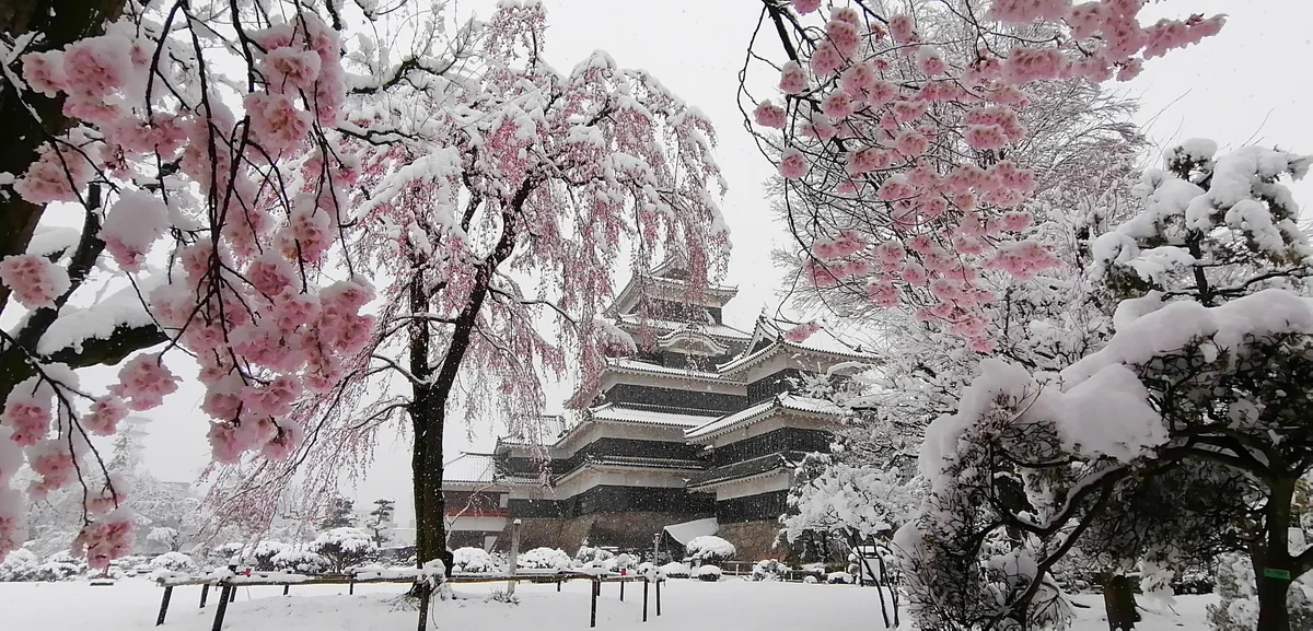 【これは貴重】雪化粧の桜と松本城が、とても美しい！