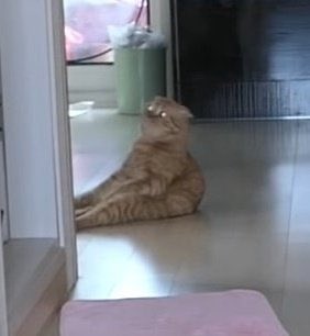 ขำคนเดียวตอนตีสี่ แมวมันเป็นแบบนี้ทุกตัวมั้ย555555555555