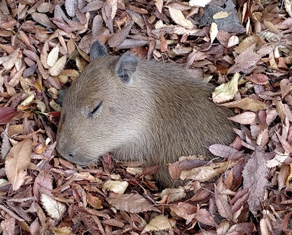 落ち葉のなかに埋まっている子どものカピバラさんがかわいい 話題の画像プラス