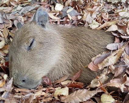 落ち葉のなかに埋まっている子どものカピバラさんがかわいいｗｗｗ