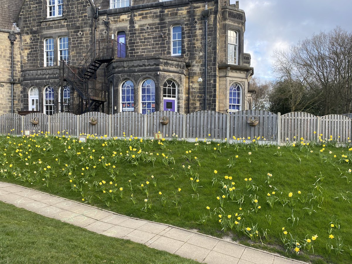 The daffodils looked so pretty in the early morning sunshine this morning @MoorlandsHead