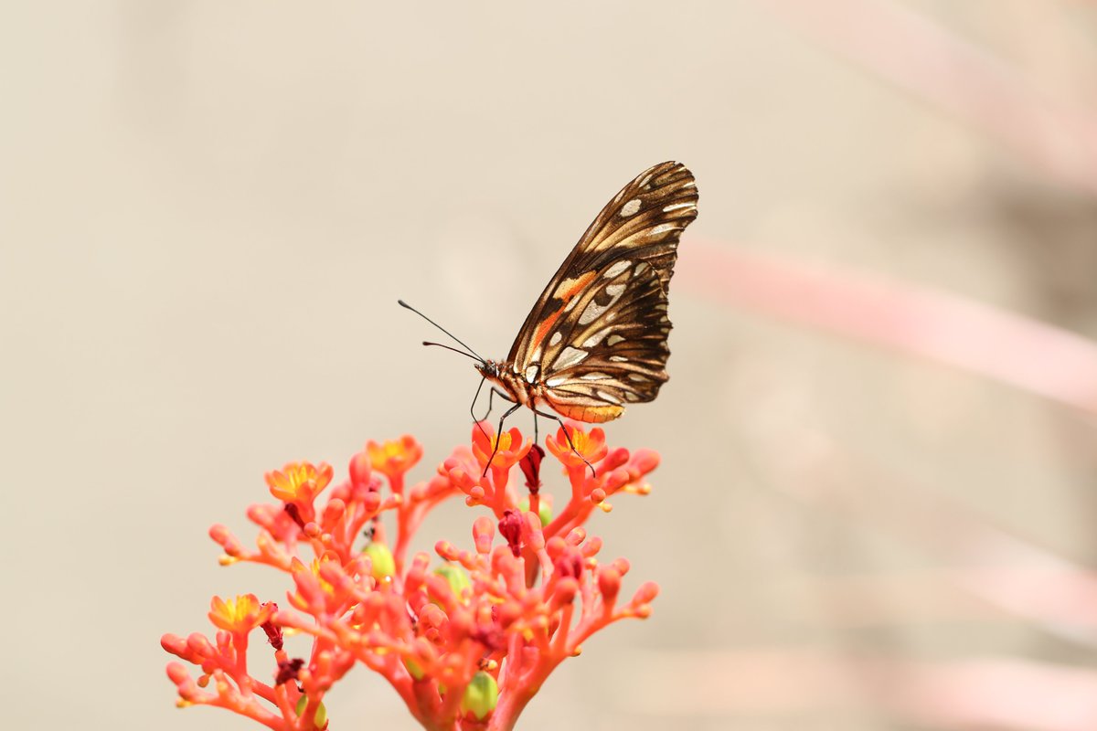 Ruberg  Gerrie tweet media