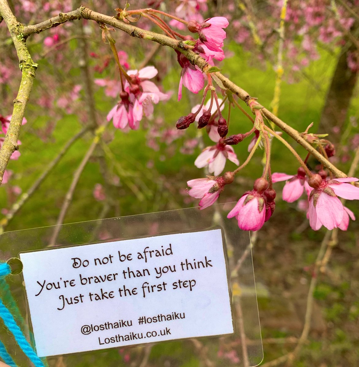 georgiese1's tweet photo. Found this @LostHaiku amongst the cherry blossoms @KeeleUniversity today ... just what I needed to hear in these uncertain and scary times #keele #cherryblossom #pretty #losthaiku #strength #poetry #symbolism #covid19 https://t.co/5cEHhYQs7E