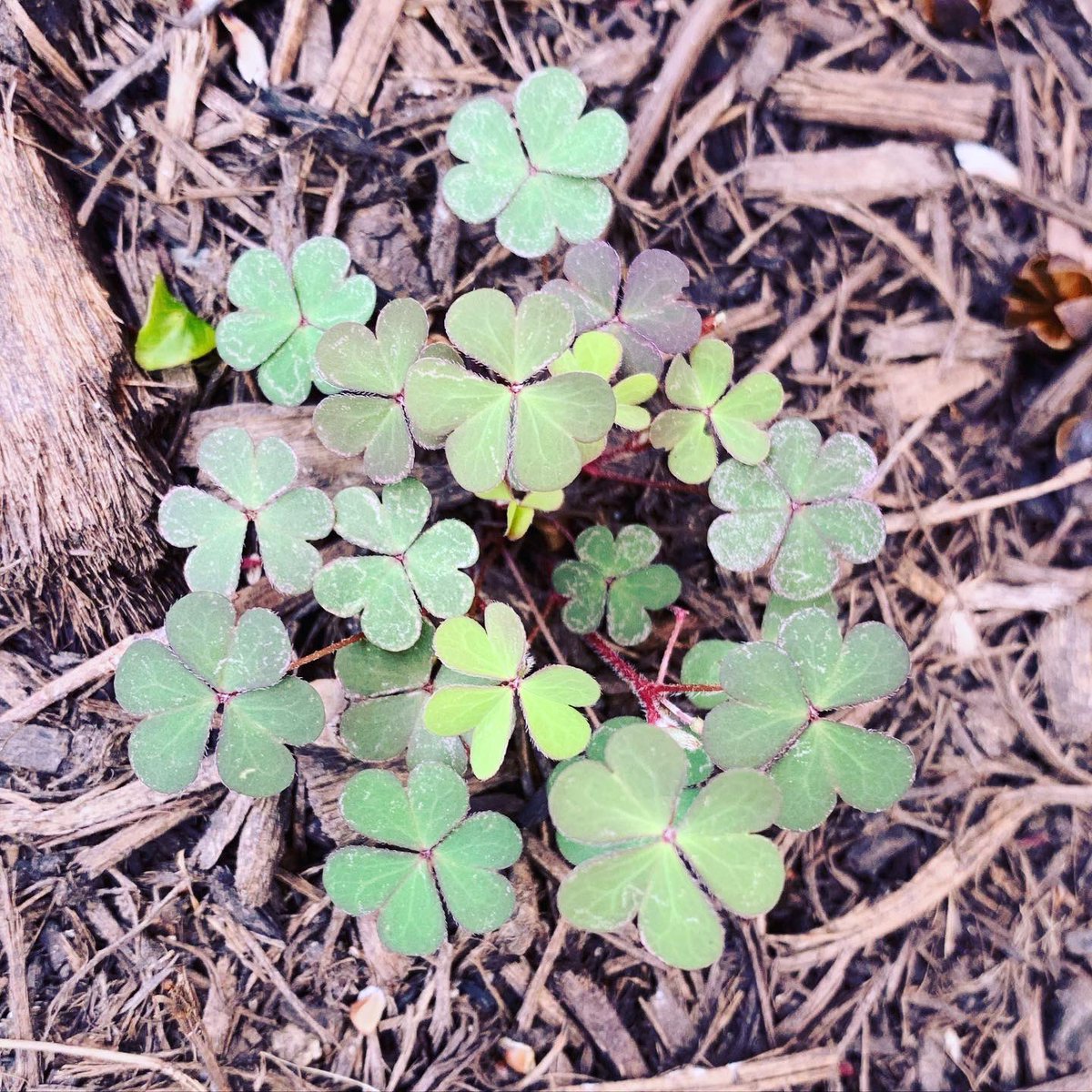 4ElenKate3's tweet photo. The tiniest weeds probably.....but they were the cutest, very unique, and reminded that there are always new beginnings. #elenkate #elenkatenature #boldbrilliantbeautiful #findingbeautiful #intheweeds https://t.co/G5LNir9Kal