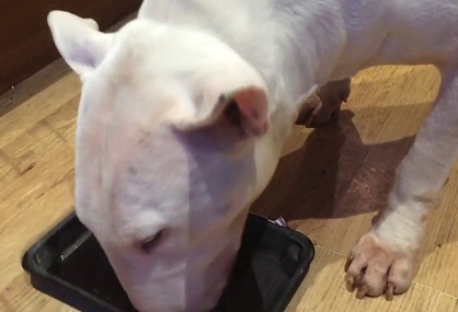 SabreCreed's tweet photo. @Grace_Xavier Grace's legs...then the bowl, and began chowing down. Victor chuffed as he took a swig of beer* I tell ya, that dog's got his priority's straight... Who's a good boy? https://t.co/7lrxl8Pfyf