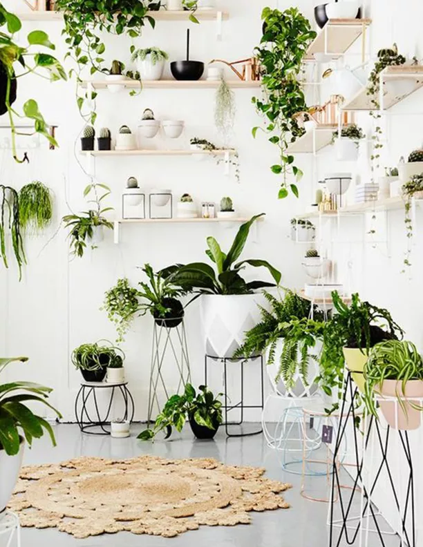 homesHQ's tweet photo. Plants have many different benefits such as lowering your stress levels, energizing your mind, and reducing toxins in the air. You can understand why having indoor plants could benefit your health! Here are six ways to decorate with them:  https://t.co/d94fRAx8bG https://t.co/LXBKvuGtUa