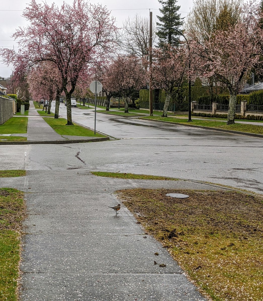 Corny I know, but as I walked today and took in that spring is emerging regardless of our virus, I felt the robins were singing: spring has sprung, the grass is riz, I wonder where the humans is?