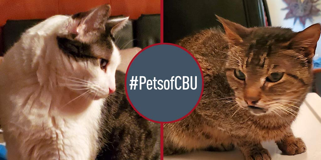 FromCBU's tweet photo. How are your #PetsofCBU handling remote learning and working? Post their photos with the hashtag #PetsofCBU and we'll share them! These two are Pepper and Prissy, who are working remotely as library assistants for @lkayc! #CBUResilience https://t.co/2pku5w5YC8