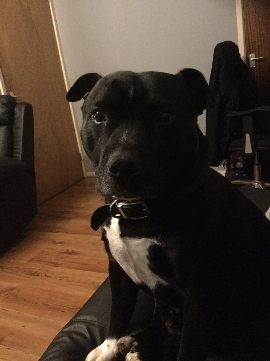 rd1498's tweet photo. @damiendavis Happy Birthday Willow from me and Bruce have a lovely day 🌸❤️ https://t.co/YF5jz5uo66