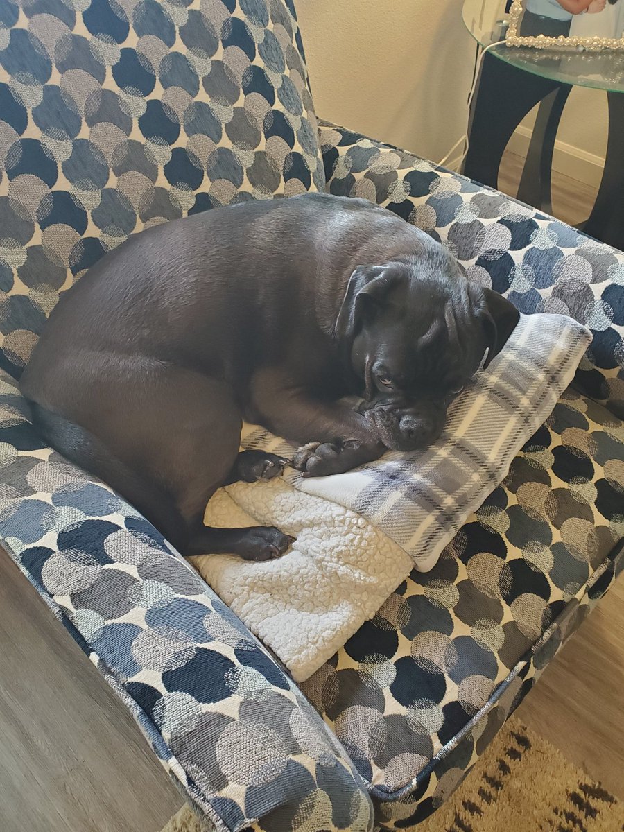 KaiCleveland85's tweet photo. My grumpy old man is enjoying his time with Mom &amp; Dad at home. #dogmom #pug #puggle #americanbulldog #myfourleggedchild https://t.co/Y0nP9jioYK