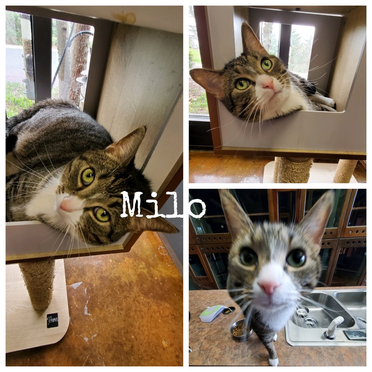 MySecondHomePet's tweet photo. Milo has become king of the cattery!  He likes to explore and take cat naps in the tower box.  We love this sweet boy! https://t.co/UzmkOUJb0J