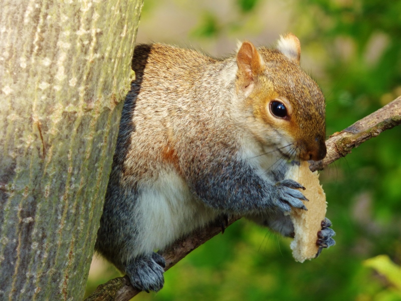 Kam Hong Leung On Twitter Grey Squirrel S Breadfast Time In