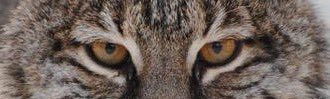 Natick Bobcat (@NatickBobCat) on Twitter photo 28/03/2020 22:30:29 @deathbymustelid @biologistimo @deathbymustelid @biologistimo