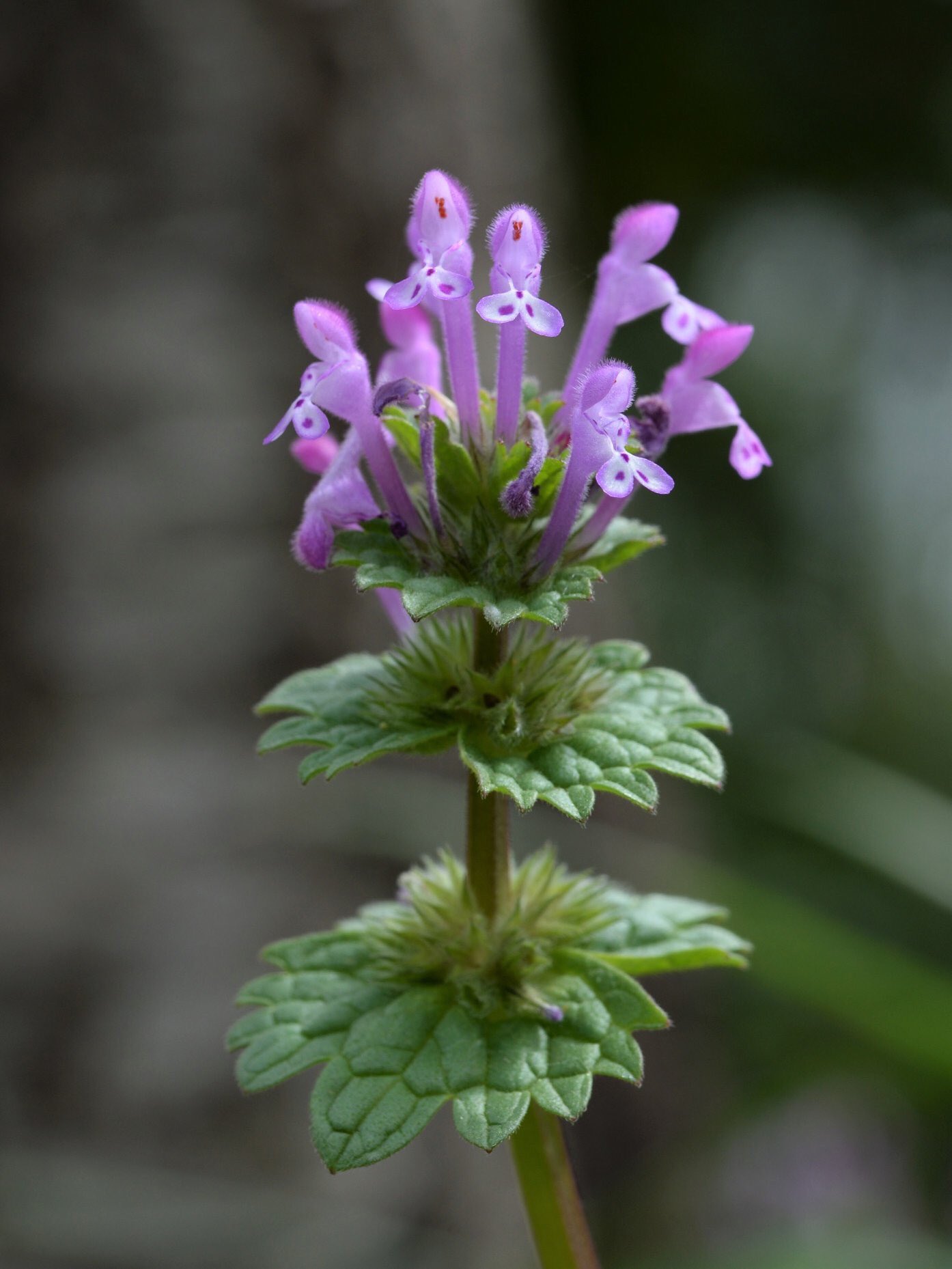 鈴木純 新刊 種から種へ 命つながるお野菜の一生 雷鳥社 発売中 Twitter પર 不要不急の植物観察 4日目 植物は身近なものから知るといいので 今日はホトケノザとヒメオドリコソウを覚えましょう 花が上に飛び出るのがホトケノザで 三角の葉が何枚も重なるの