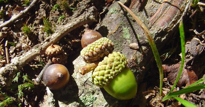 's Media: Fun game for kids on hike: Squirrel Food
#naturedork #NatureLover #naturelovers
https://t.co/B 's Media: Fun game for kids on hike: Squirrel Food
#naturedork #NatureLover #naturelovers
https://t.co/B