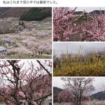 立憲民主党の杉尾議員が花見をしたと思われる写真を投稿するも既に削除!