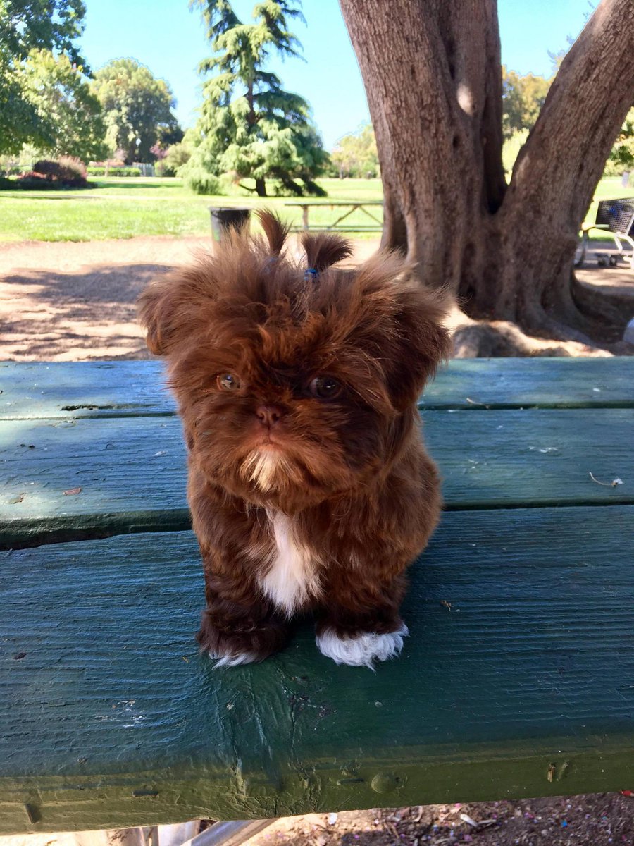 Puppies Source tweet media