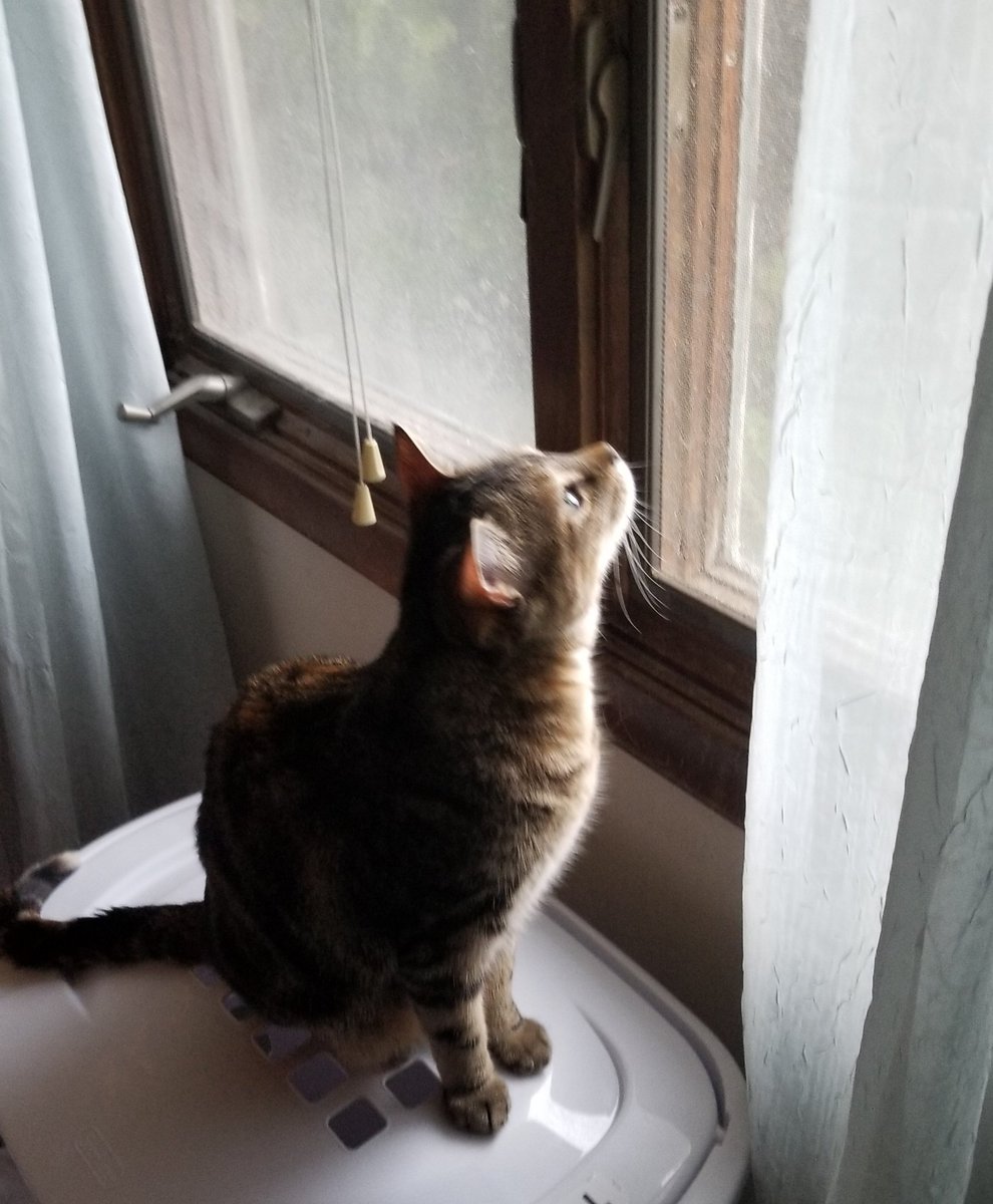 othrunner99's tweet image. #Caturday 3