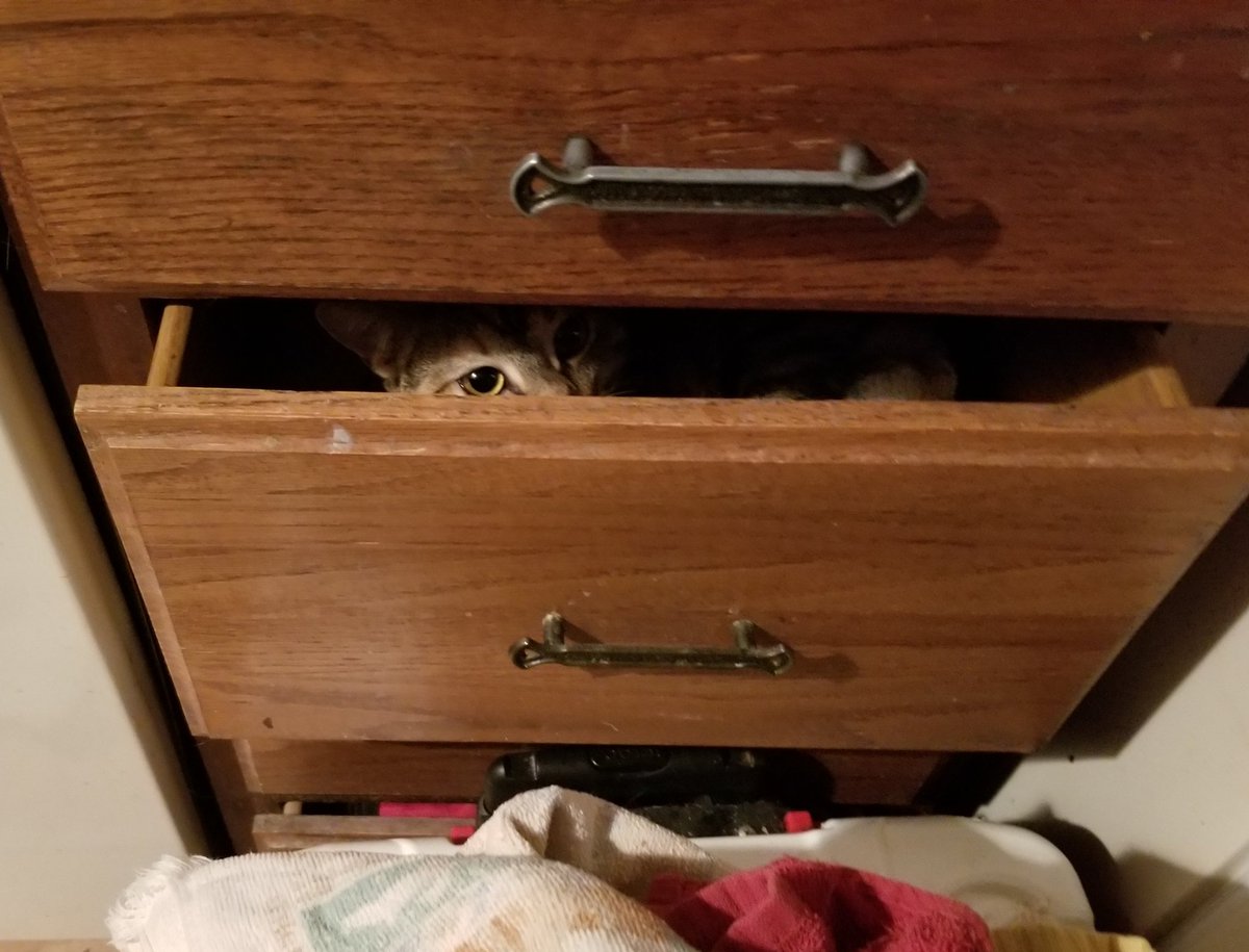 othrunner99's tweet image. #Caturday 3