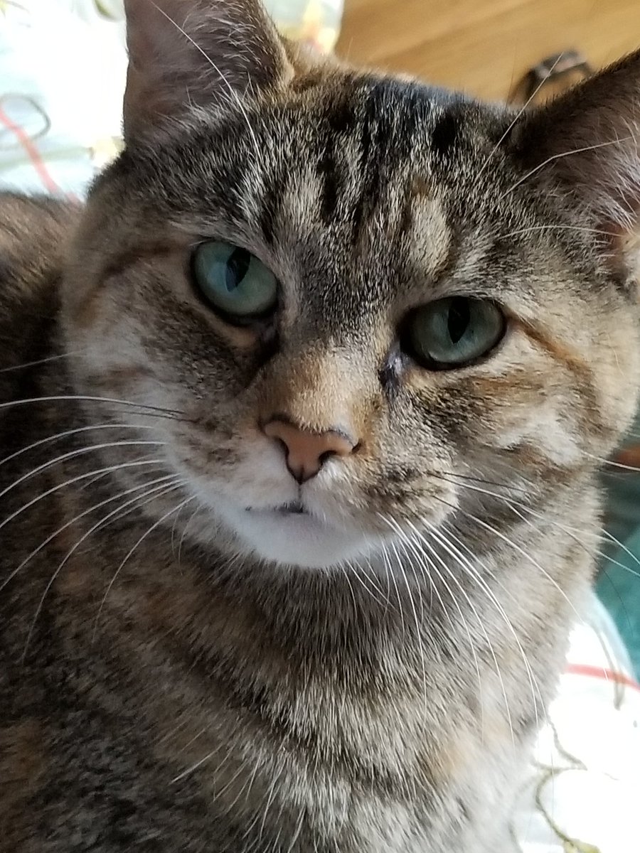 othrunner99's tweet image. #Caturday 3