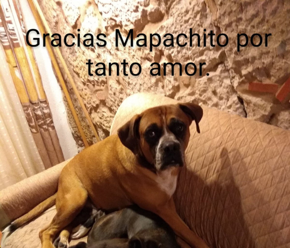 olores_y's tweet photo. A todos los que conocieron a #Mapachito, les deja dicho que gracias; ya regresó al ❤️ amoroso de Dios, ya cumplió su misión entre nosotros. https://t.co/pSO1RDkcGF