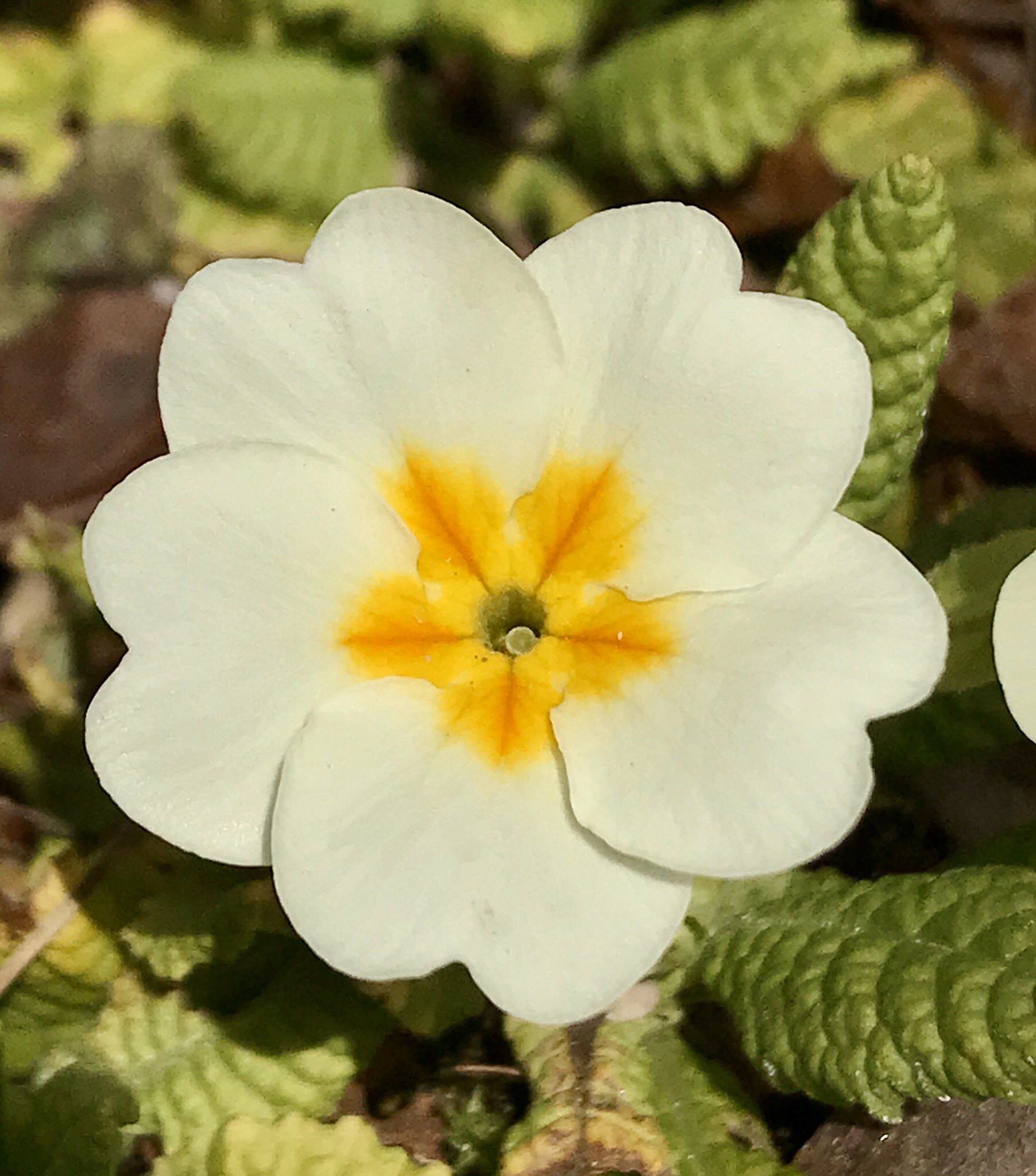 グリーンスポットデン בטוויטר 春先に咲くプリムローズの花 素朴で綺麗な花を眺めて 心を落ち着かせている ガーデン ガーデニング プリムローズ ハーブ 園芸 庭 植物 花 花のある暮らし Flowers Gardening