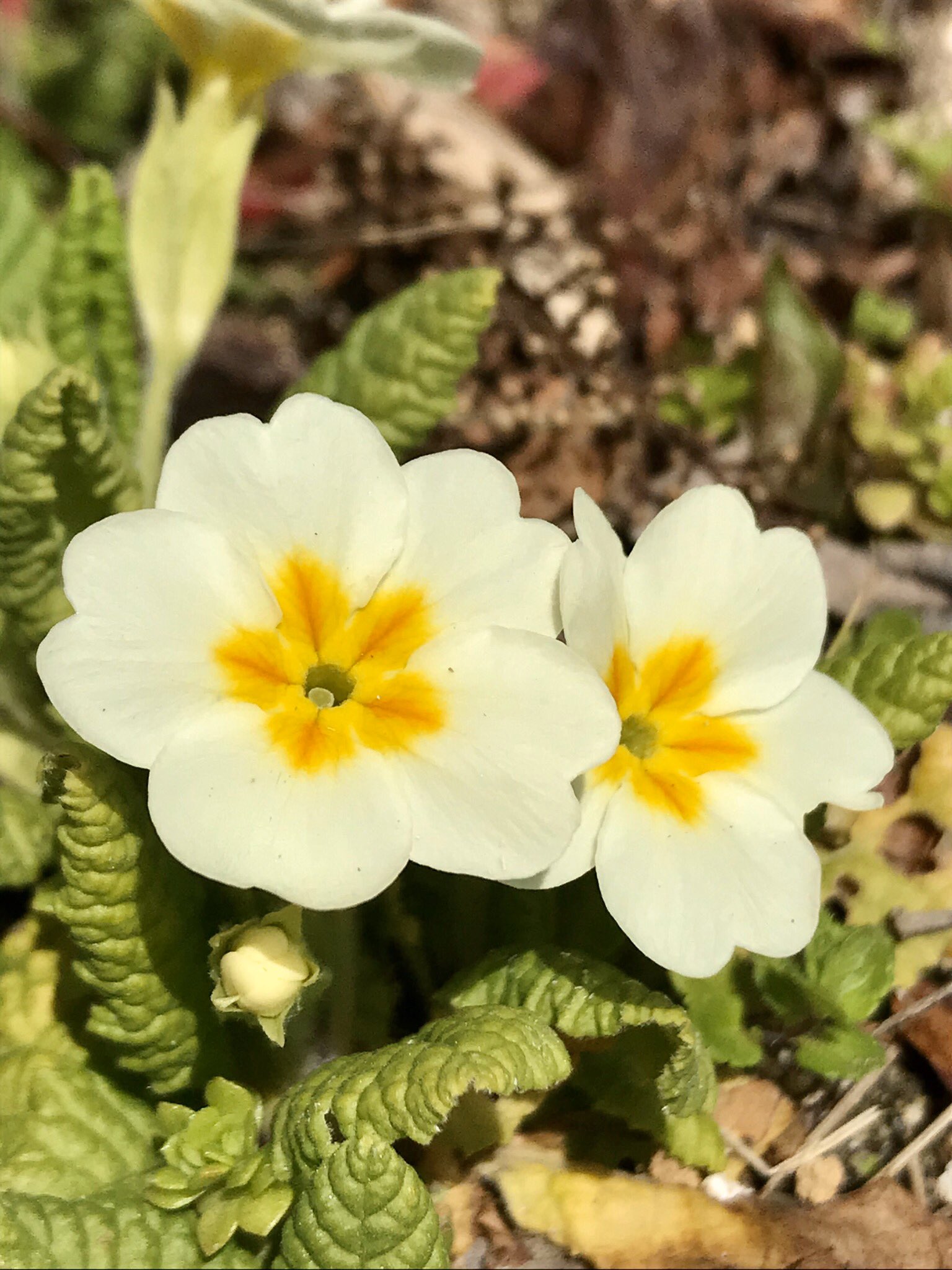 グリーンスポットデン בטוויטר 春先に咲くプリムローズの花 素朴で綺麗な花を眺めて 心を落ち着かせている ガーデン ガーデニング プリムローズ ハーブ 園芸 庭 植物 花 花のある暮らし Flowers Gardening