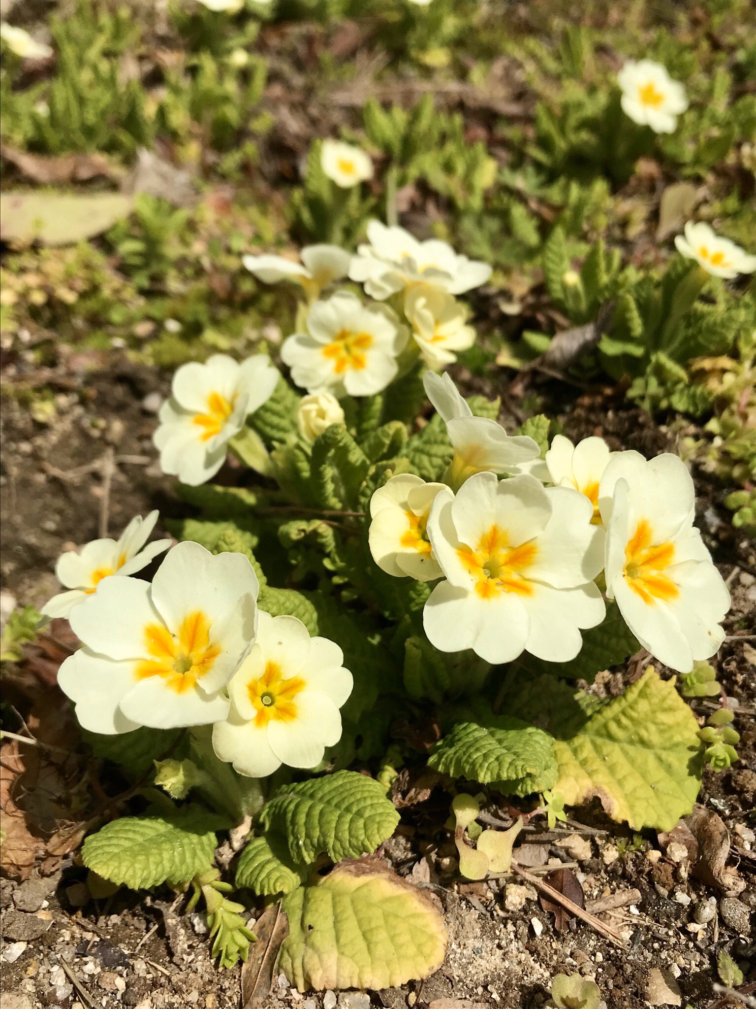 グリーンスポットデン בטוויטר 春先に咲くプリムローズの花 素朴で綺麗な花を眺めて 心を落ち着かせている ガーデン ガーデニング プリムローズ ハーブ 園芸 庭 植物 花 花のある暮らし Flowers Gardening