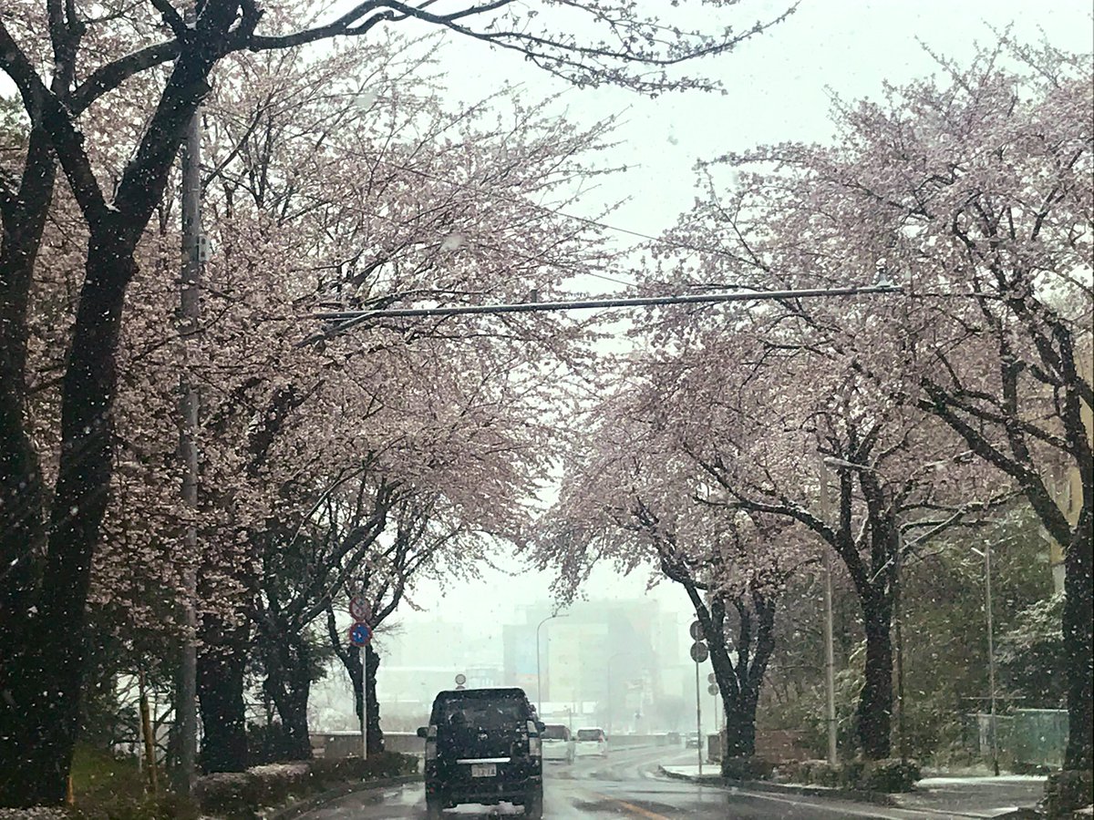 雪と桜☃️?ドライブ?メチャ良✨ 