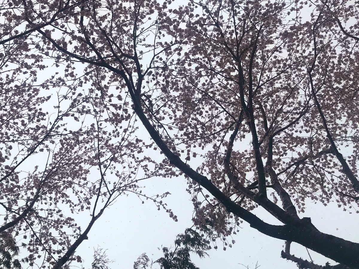 雪と桜☃️?ドライブ?メチャ良✨ 