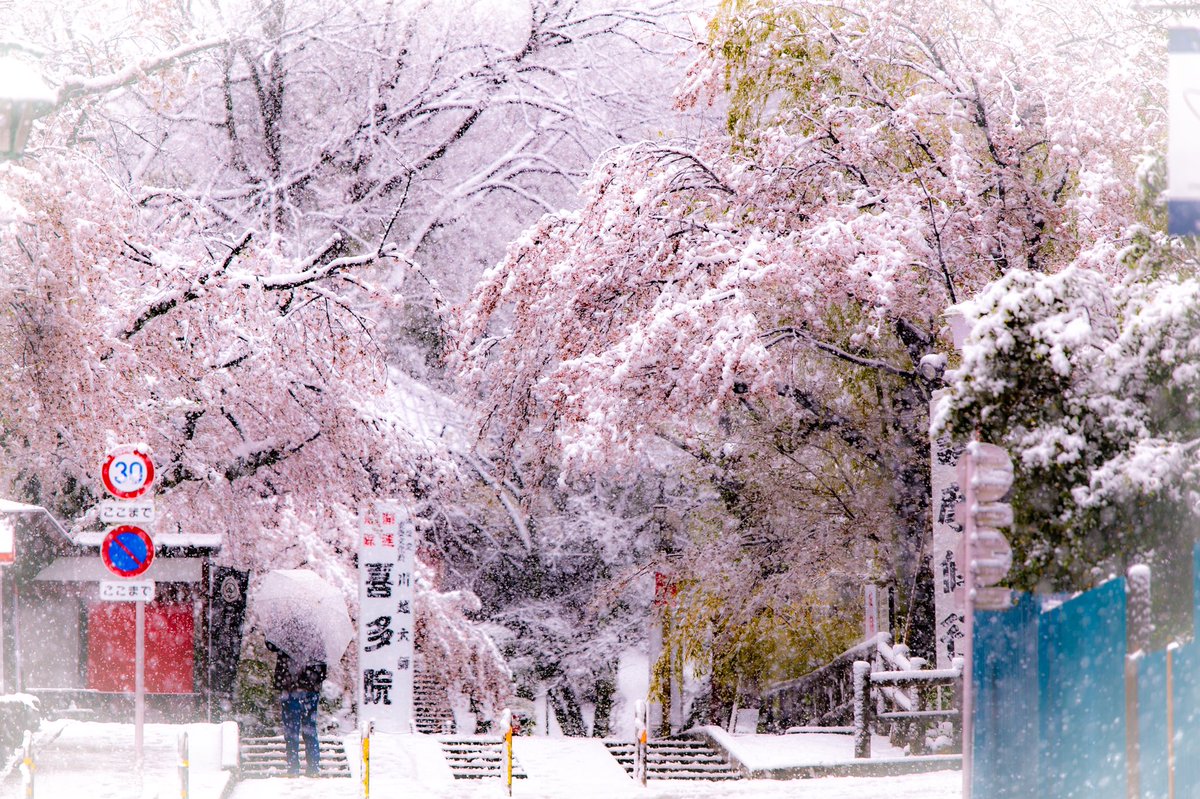 pcefancom's tweet photo. 川越喜多院の雪風景。
桜満開と積雪の組み合わせは新鮮。
#川越
#kawagoe
#喜多院
#kitain
#snow https://t.co/DrOFQ4Q0Xu
