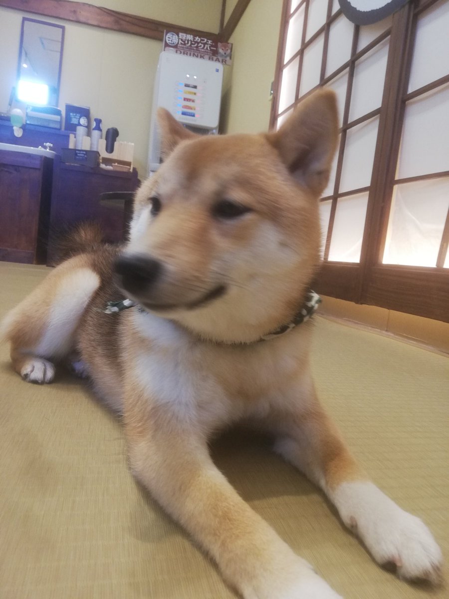 豆柴カフェハウステンボス店 Mameshiba Htb Twitter