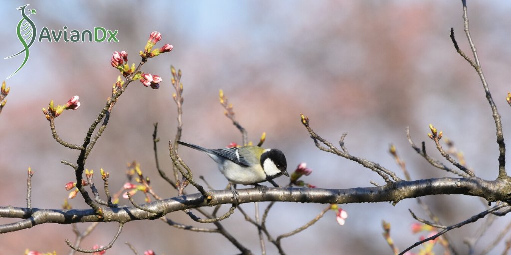 Trees are budding, and a few tentative flowers are blooming.
Can't wait for the outburst of flowers!
#spring #blossom #birds #birdwatching #birdonabranch #budding #trees #flowers