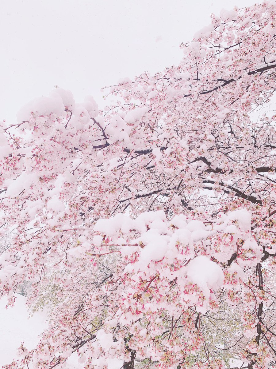「満開の桜と雪で初音島みを感じる☺️❄️? 」|たにはらなつき🌸FANBOX開設中のイラスト